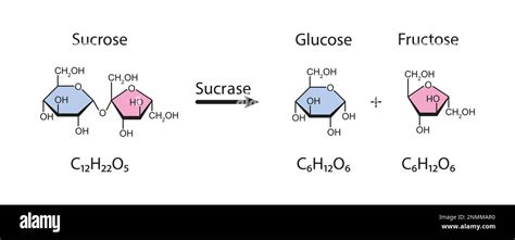 Sucrase enzyme, illustration Stock Photo - Alamy