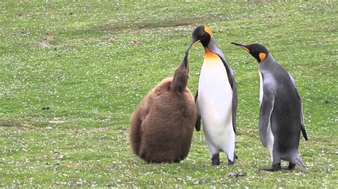 Hungry King Penguin Chick - YouTube