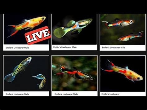 Endler types | Endlers Guppy types | Types of Endlers Guppy | Endler ...