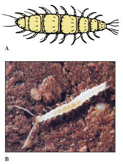 Class Pauropoda | Terrestrial Mandibulates | The Diversity of Animal Life