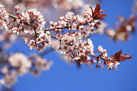 Plum Blossoms Picture | Free Photograph | Photos Public Domain