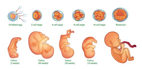 Embryo Development - Development Process of Fetus - GeeksforGeeks