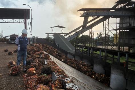 Tentang Petani dan Pabrik Kelapa Sawit Itu | Sumbagteng