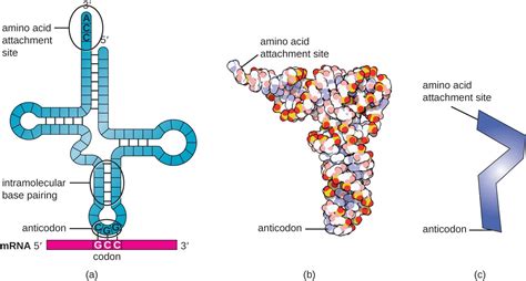 Protein Synthesis (Translation) | Microbiology