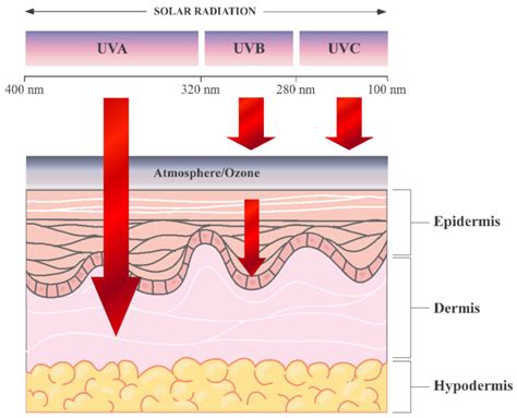 UV penetration into the layers of the skin. The figure was created ...