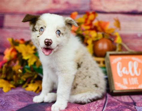 Our red merle male border collie puppy, Quentin is ready for fall ...