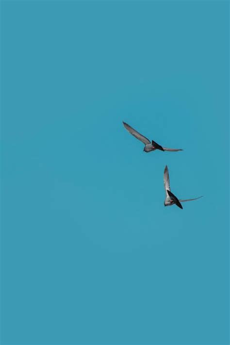 Two Birds Flying · Free Stock Photo