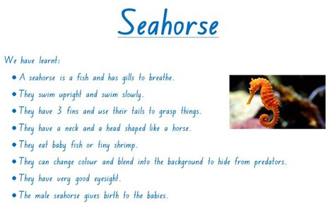 Seahorse Facts - Keeping Up With KP