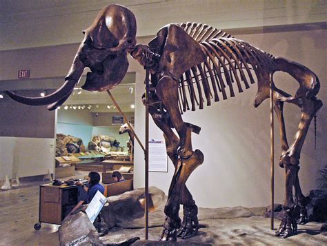 Mammuthus columbi (Columbian mammoth) (Upper Pleistocene; … | Flickr