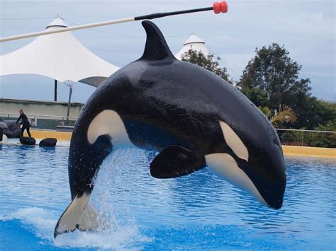 Fate of orcas in captivity - Whale and Dolphin Conservation