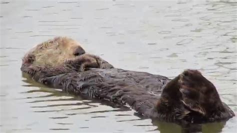 Sea Otter Sleeping Peacefully in the Marina - YouTube