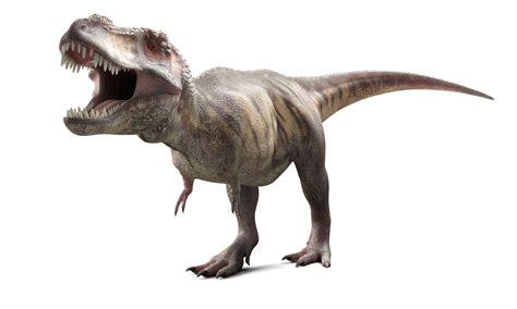 10 Facts About Tyrannosaurus Rex, King of the Dinosaurs