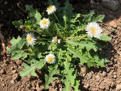 White Dandelion Seeds (Taraxacum albidum) - The Plant Good Seed Company