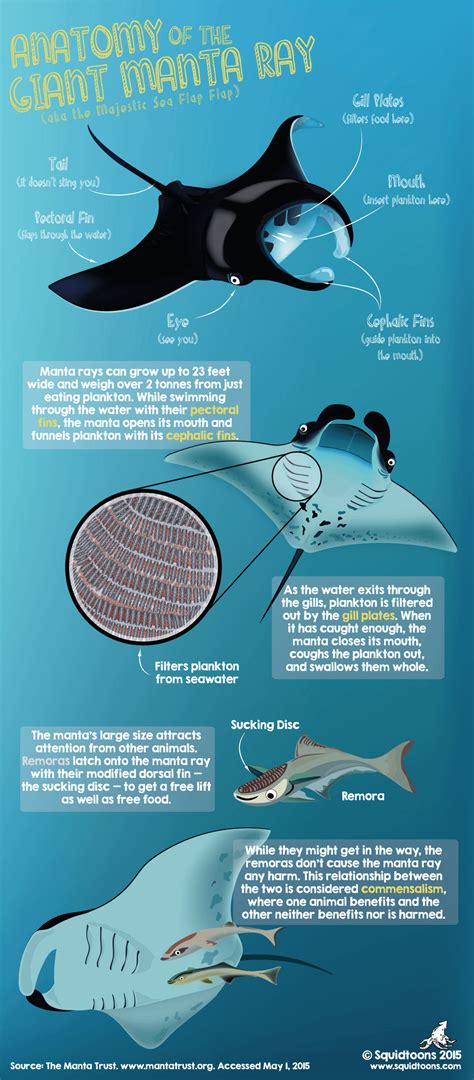 Anatomy of the Manta Ray : r/MantaRays