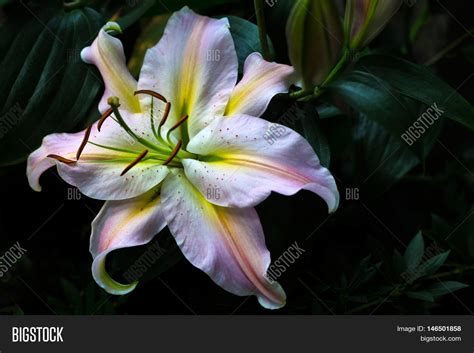 Lily Flower Garden. Image & Photo (Free Trial) | Bigstock