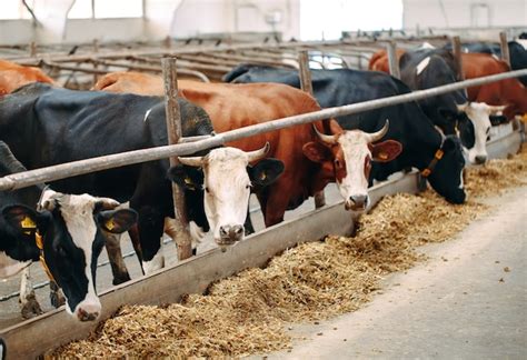 Premium Photo | Close-up of many cows on a big farm