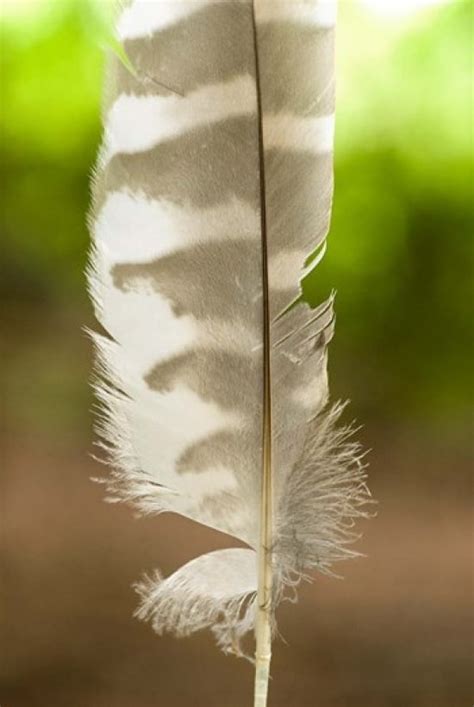 Barred owl feather Stanley Park British Columbia Poster Print by Paul ...