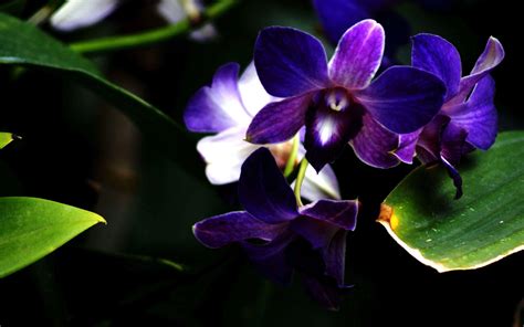 Purple Orchid Wallpapers - Wallpaper Cave