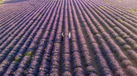 Best Places to See Lavender Fields in France with Free Map (2023 ...