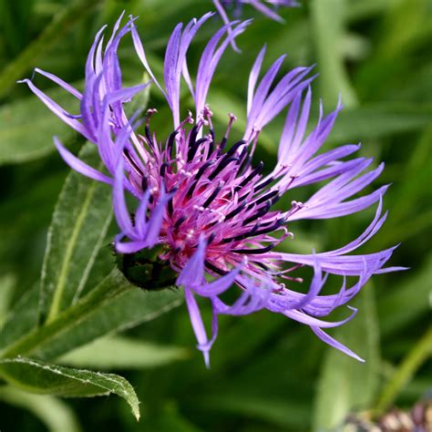 Purple Centaurea Montana Flower – Photos Public Domain