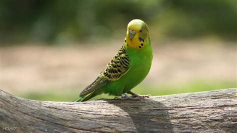 budgie budgerigar bird green sitting parrot | HD wallpaper gallery #269