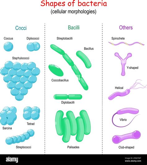 Shape Of Bacillus Anthracis Cell