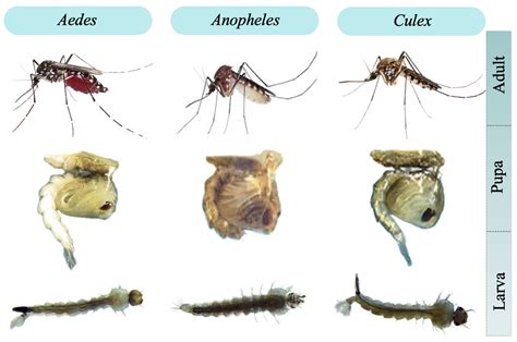 Aedes Mosquito Eggs