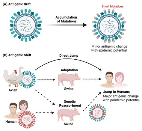 Avian influenza viruses undergo major evolutionary changes | UPSC.top