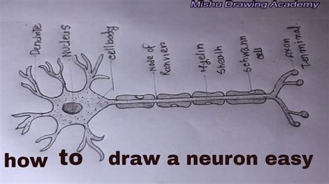 How TO Draw neuron cell easy/draw nervous system easy - YouTube