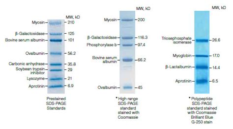 Introduction to Western Blot Protein Standards | Bio-Rad