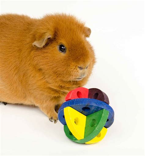 Guinea Pig Chew Toys | Wow Blog