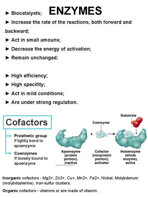 Enzymes | Cofactor (Biochemistry) | Biosynthesis