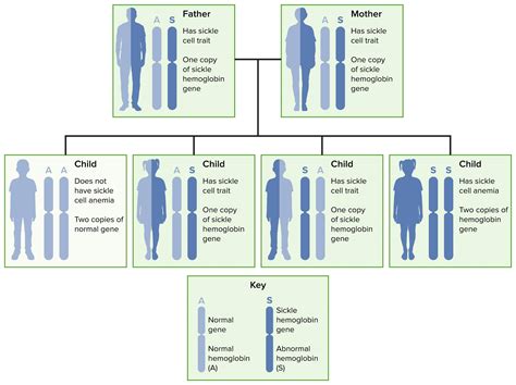 Sickle Cell Disease | Concise Medical Knowledge