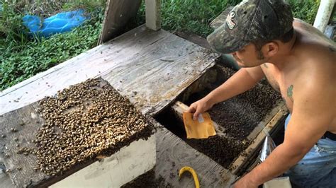 Honey Bee hive removal: patio deck bee hive by Luis Slayton of Bee ...