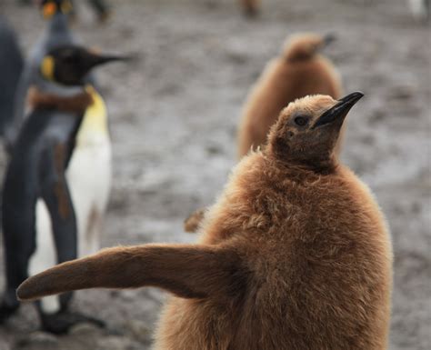 File:King Penguin Chick at Salisbury Plain (5720019386).jpg - Wikimedia ...