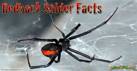 Redback Spider Facts For Kids & Adults: Pictures, Information & Video