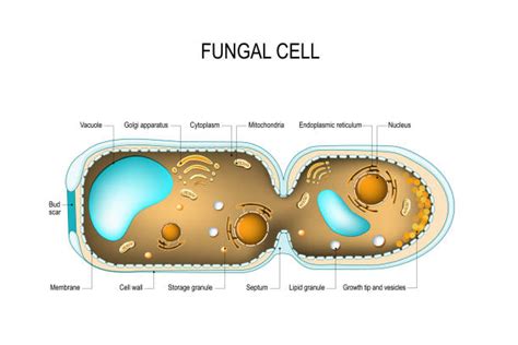 3,400+ Fungus Cell Stock Illustrations, Royalty-Free Vector Graphics ...