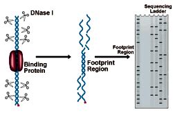 DNase I Footprinting - National Diagnostics