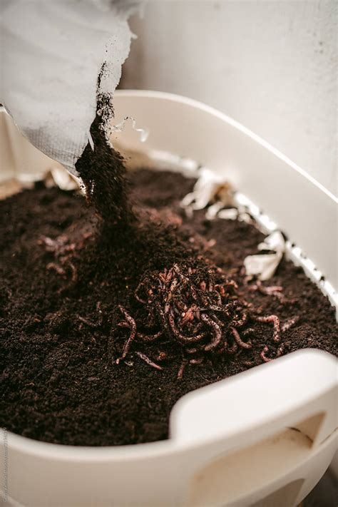 "Worms In Fertilizer Put Into Big Plastic Pot" by Stocksy Contributor ...