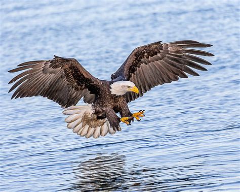 HD wallpaper: Bald Eagle Hunting in ocean, Talons, Ready, fishing, Lens ...