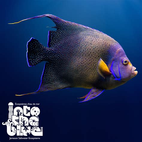 Koran Angelfish – Into the Blue Jameson Saltwater Ecosystems Canada