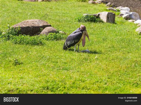 African Birds. Stork Image & Photo (Free Trial) | Bigstock