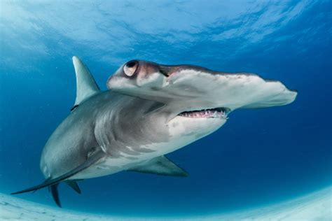 The Best Places To Dive With Hammerhead Sharks