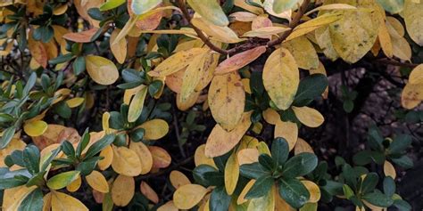 How to Stop Azalea Leaves Turning Yellow?