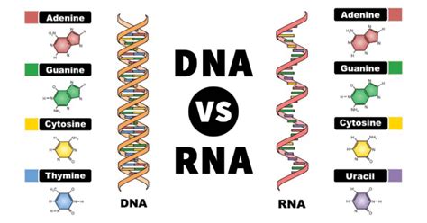 DNA vs RNA- Definition and 30 Key Differences