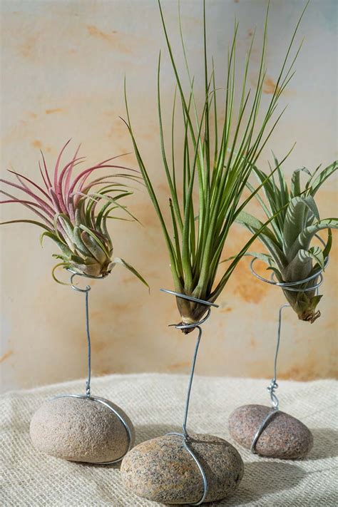 17 of the Best Tillandsia Varieties for Soilless Gardening | Gardener’s ...