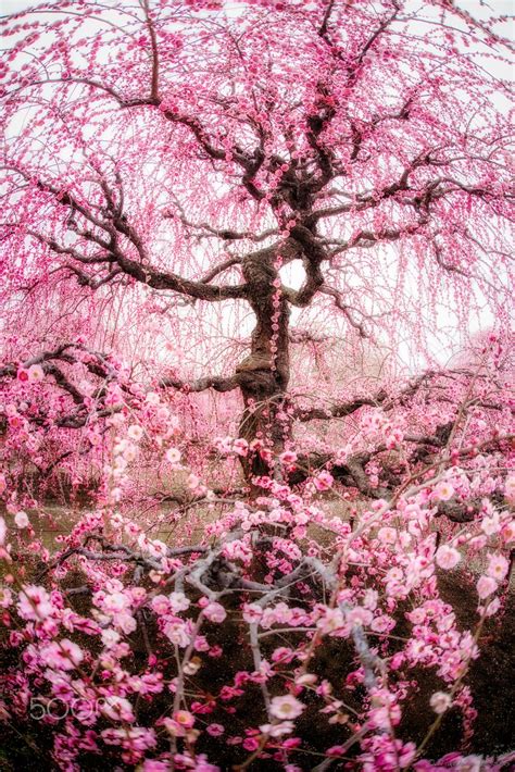 Here I am - Japanese Plum Tree is in full bloom now. Winter has ended ...