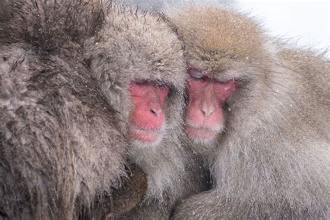 Japanese Macaque Snow