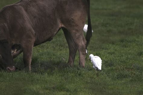 Pete's Flap Birding Aus: Cattle egret