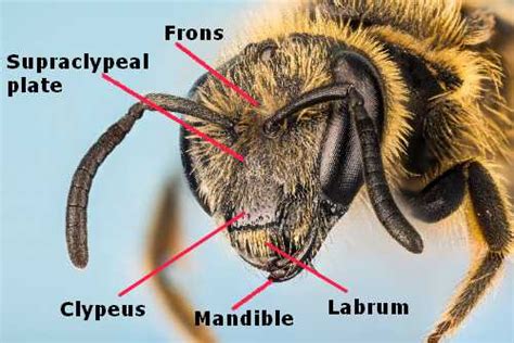 The Bee Face Close-Up, Labelled Drawing, Features And Gallery Of Faces